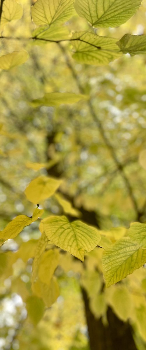 NT#147 yellow autumn #5 by Mattia Paoli