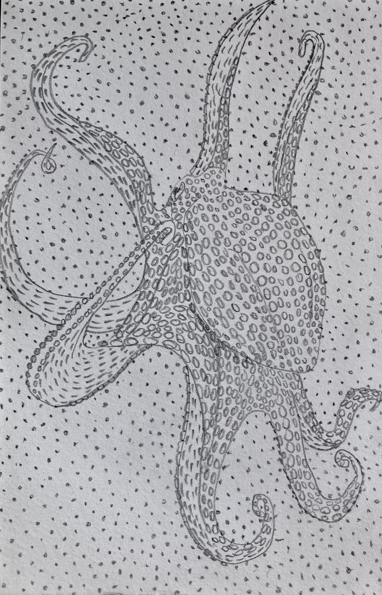 Octopus pencil drawings by Wayne Peachey