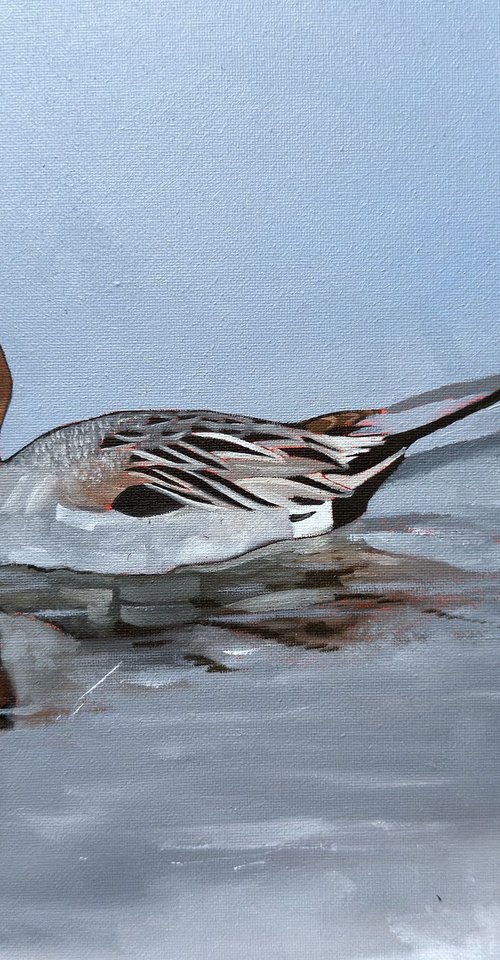 Pintail Duck by Jem Gooding