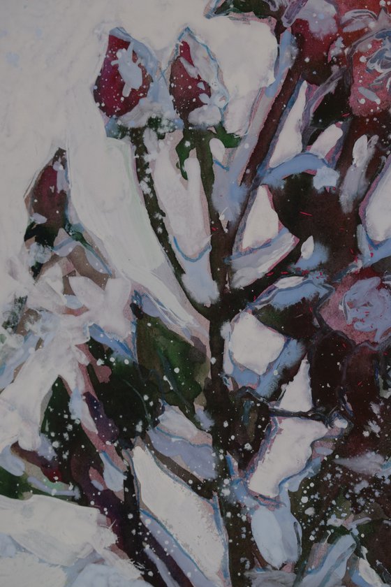 Roses in the snow