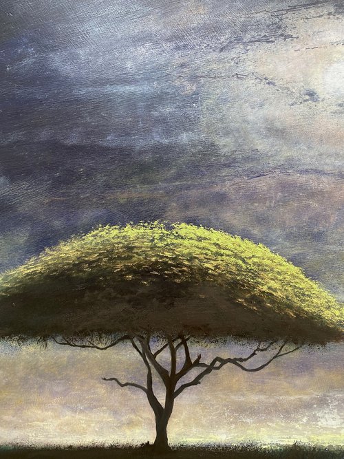 Acacia Moon by Simon Jones