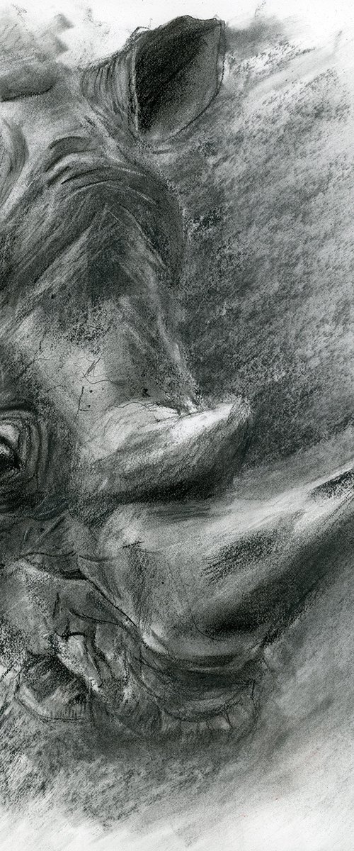 Rhino portrait - Charcoal drawing by Olga Tchefranov (Shefranov)