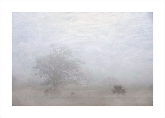 The Misty Trees