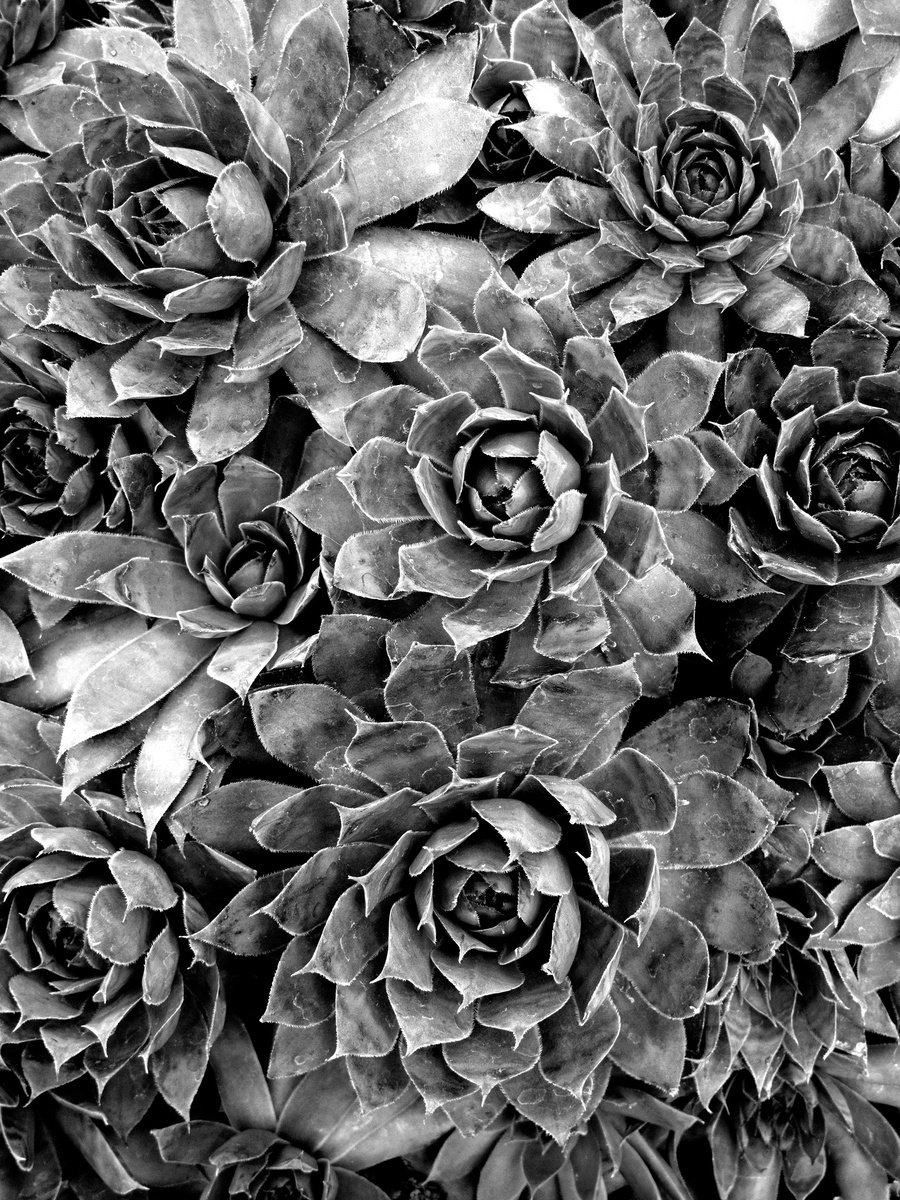 Photorealistic Botanical Photograph By Robert Tolchin, 16 X 20", Botanical #2315, Original Artwork