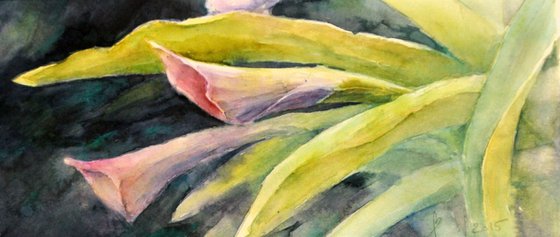 CALLA - TROPIC FLOWERS original watercolour
