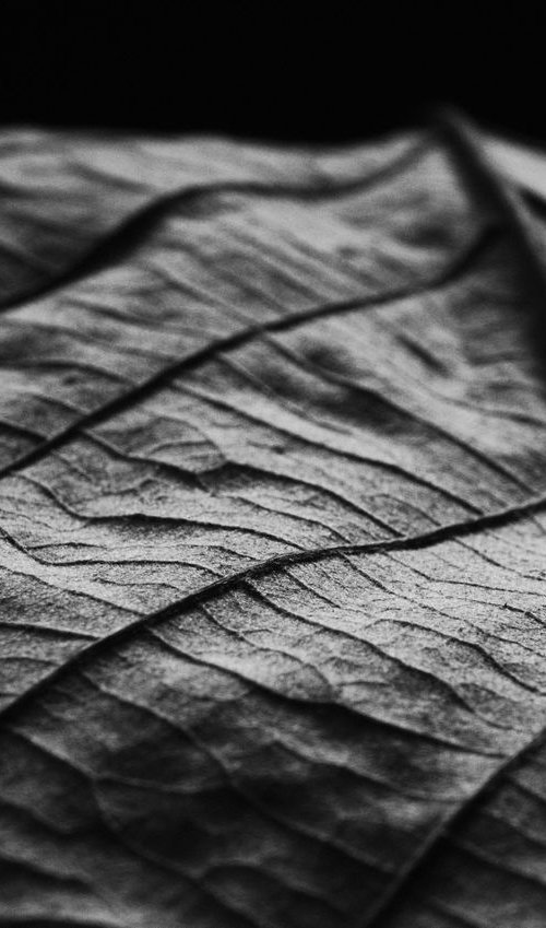 Leaf Veins VI [Framed; also available unframed] by Charles Brabin