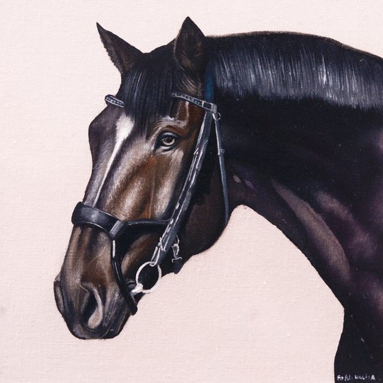 Horse Portrait 11