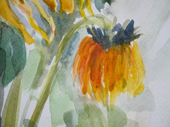 Sunflowers