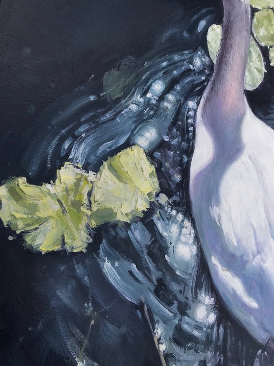 Swan