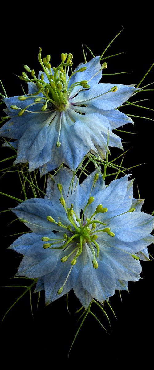 Nigella Damascena Blue by Nadia Culph