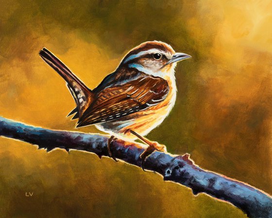 Carolina wren bird painting, Original backyard bird artwork, Small bird on branch sunset, American wildlife art, 'Sunset wren'