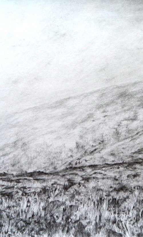 Scottish heather drawing by Richard Freer