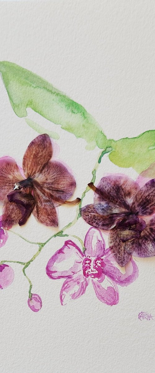 "The Orchid" - Watercolor - Flower by Katrina Case