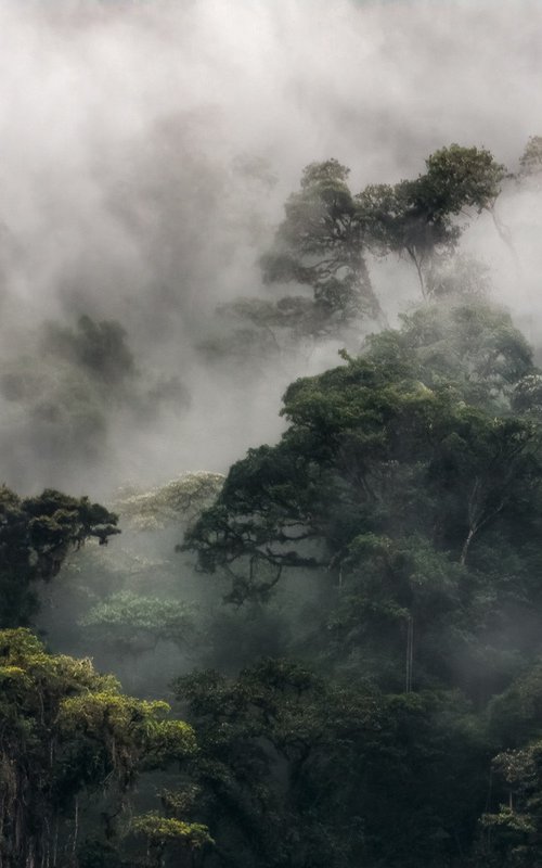 Brume épaisse sur la forêt Andine by Rémi Carbonaro