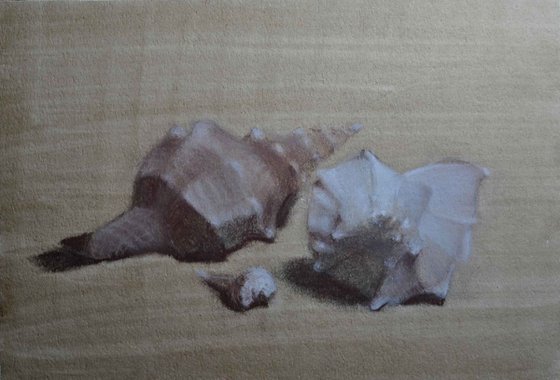 A family of seashells