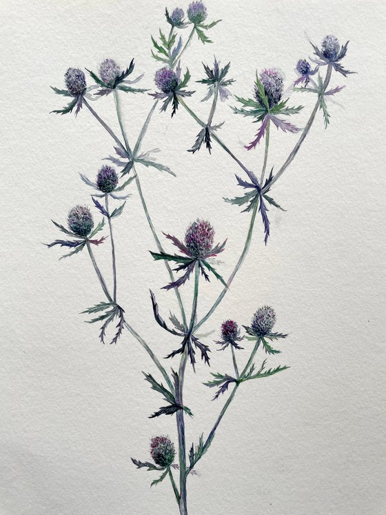 Delicate thistle watercolor illustration