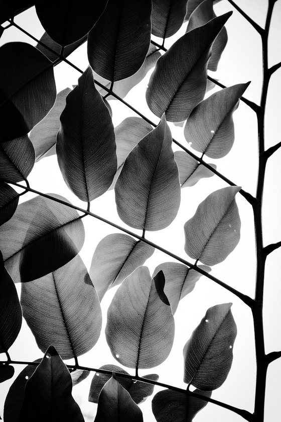Branches and Leaves II | Limited Edition Fine Art Print 1 of 10 | 50 x 75 cm