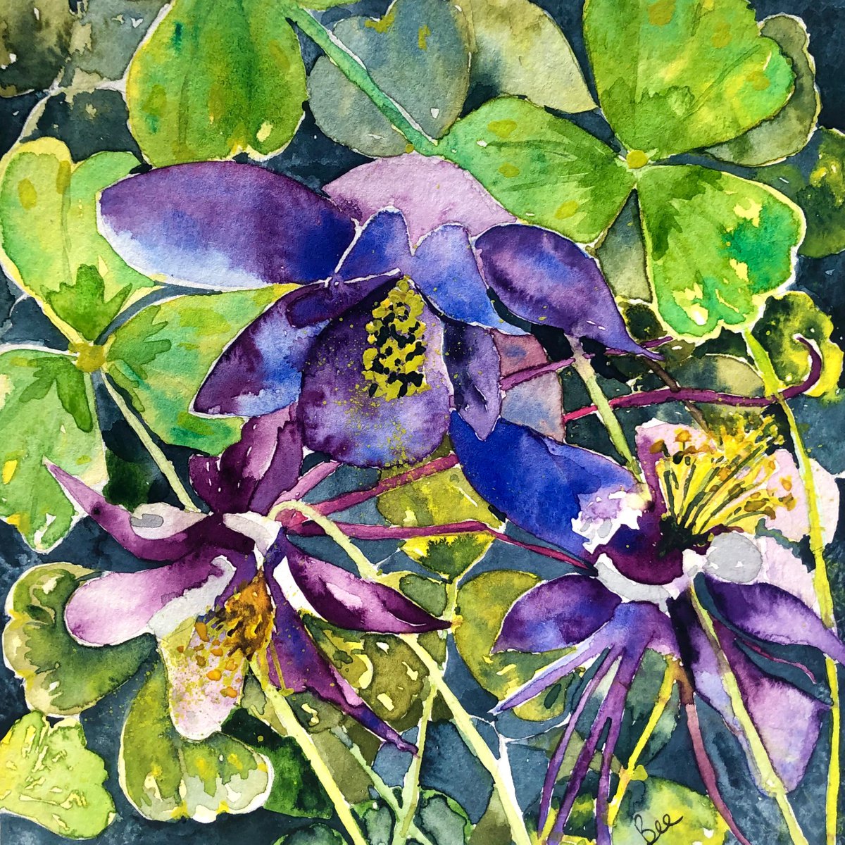 Aquilegia by Bee Inch
