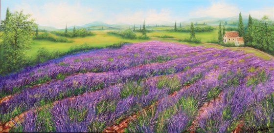 Lavender field