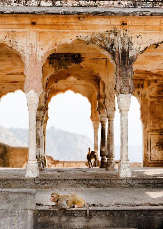 Monkeys in Temple Ruin, Jaipur