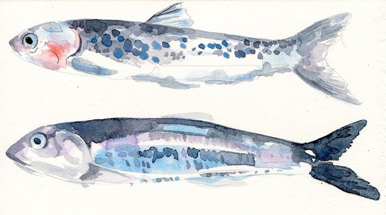 Original Watercolour Two Anchovies Painting