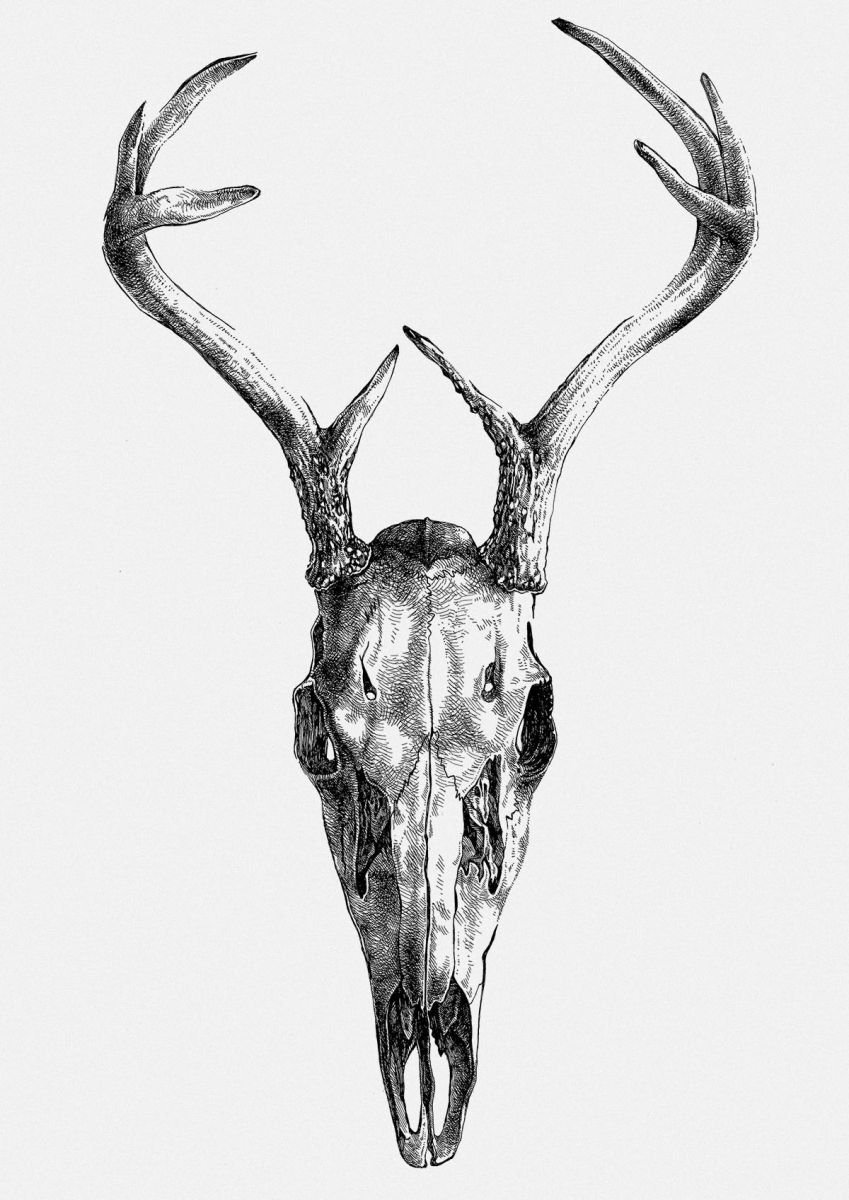 Deer skull v.01 Ink drawing by Mikolaj Cielniak Artfinder