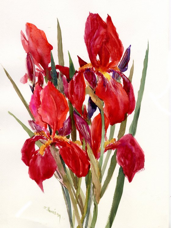 Red Irises