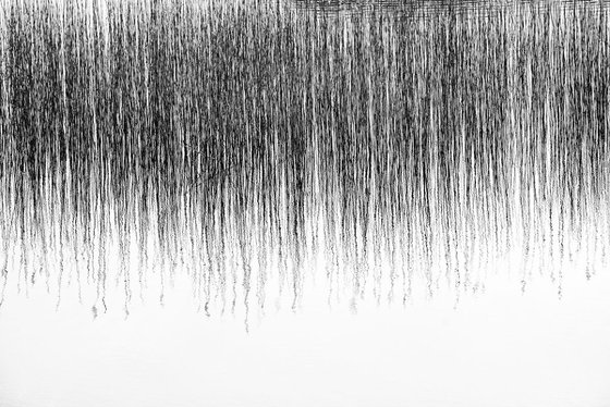 Reeds - Scotland