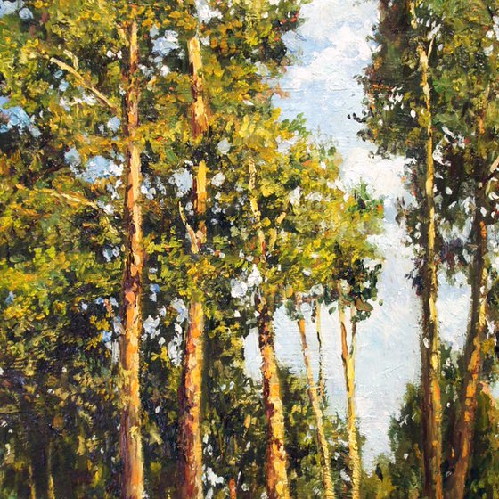 Tall Pines in Summer