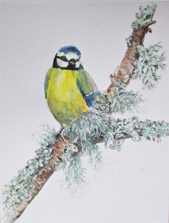 Blue Tit Bird on Mossy Branch