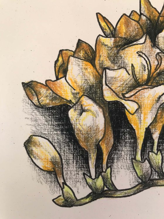 Freesia. one of a kind, original drawing.