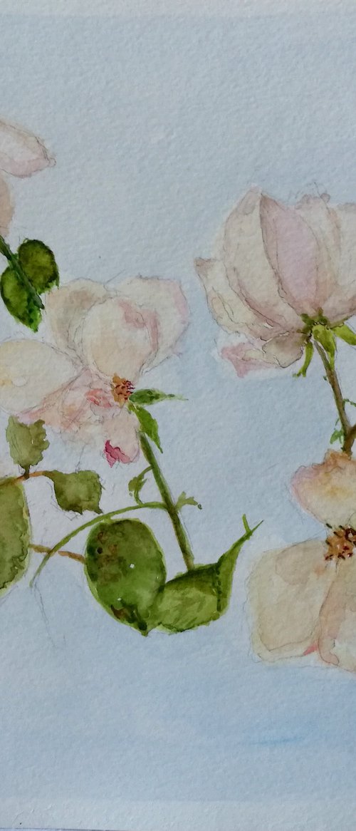 Last autumn roses by Daniela Roughsedge