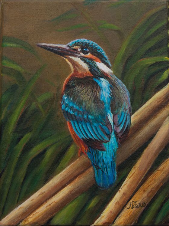 Kingfisher 3