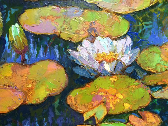 Water lilies.