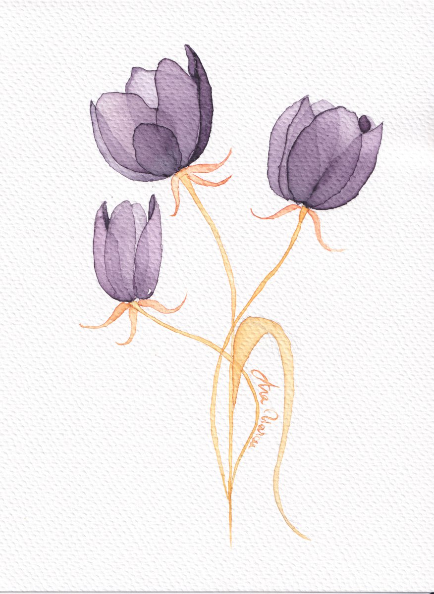 Tulips by Anamaria
