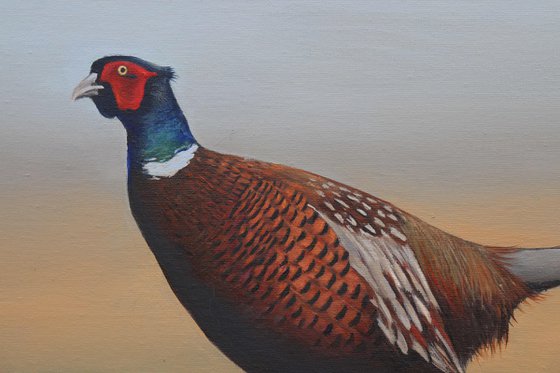 Pheasant in the Field