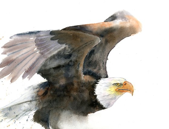 Eagle  -  Original Watercolor Painting by Olga Shefranov