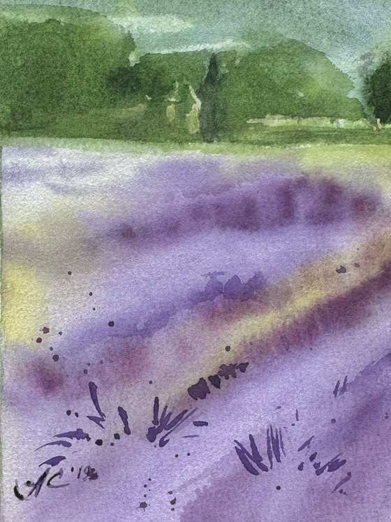 Fields of Provence 3