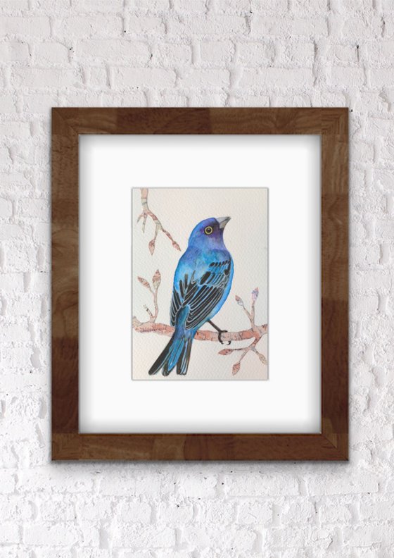 Indigo Bunting