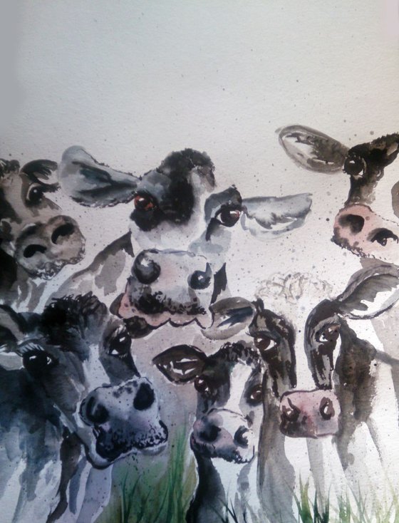 nosey cows