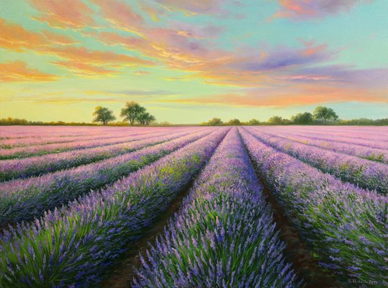 Lavender evening