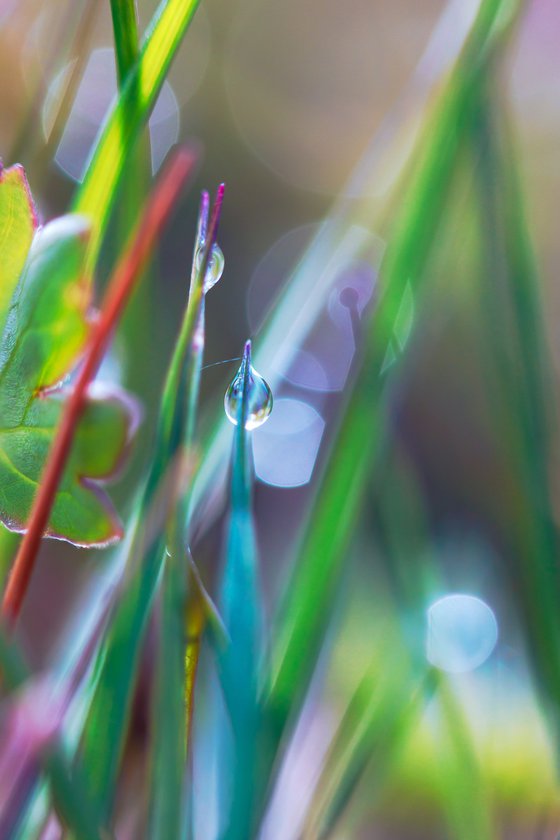 Rainbow walkers - studio edition