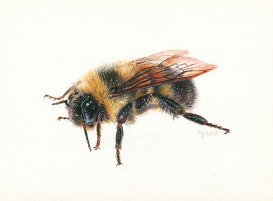 Bumblebee/Insect Series