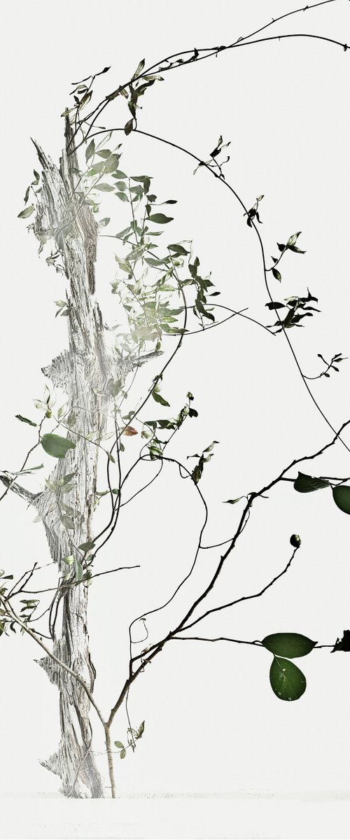 White Light#025- Climbing star jasmine, Camellia, Tree- by Keiichiro Muramatsu
