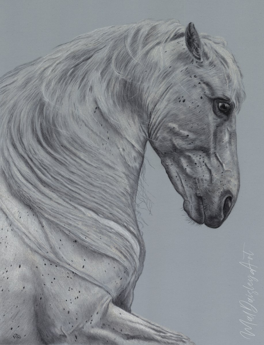 Study of a White Horse by Mal Daisley