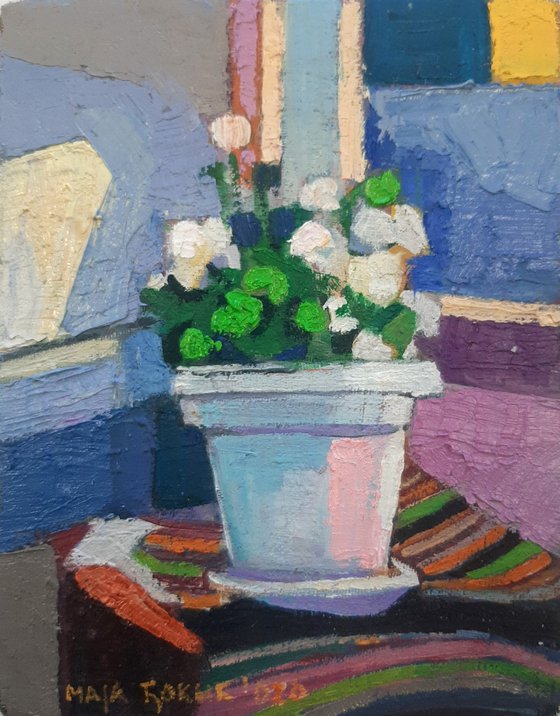 White geraniums,  miniature, 2020