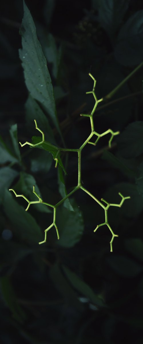 Biological Fractal by YIBO WANG