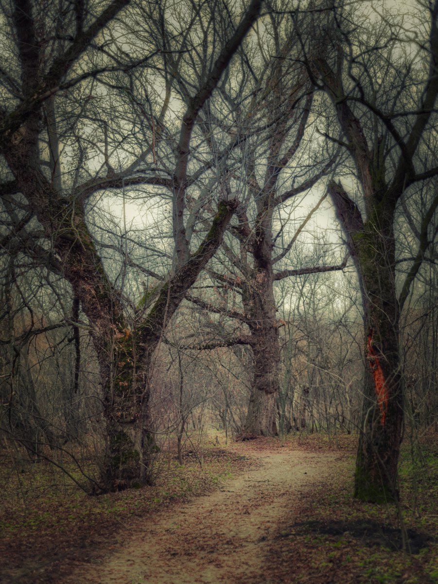 Dense forest by Vlad Durniev
