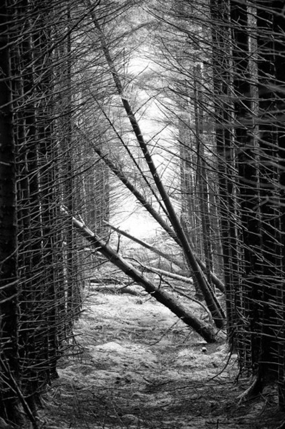 Glen Brittle Forest - Isle of Skye