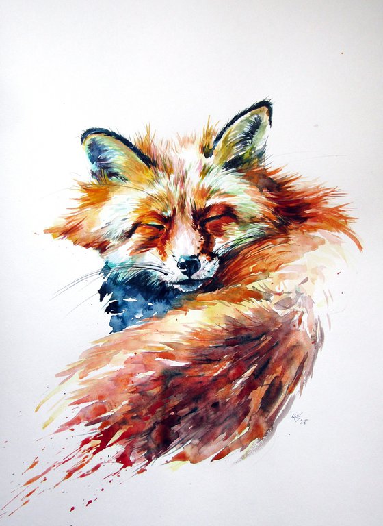 Sleeping red fox